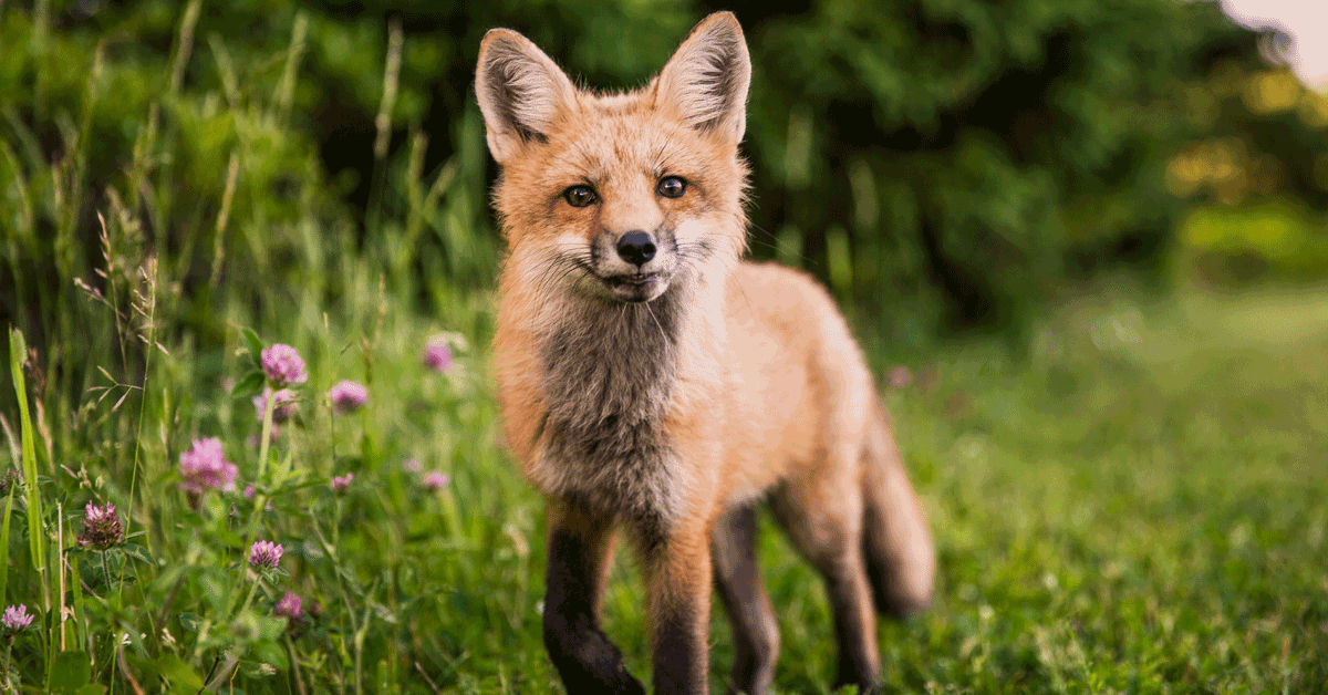 fox