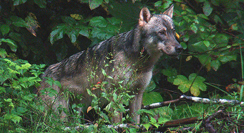 Alexander Archipelago wolf